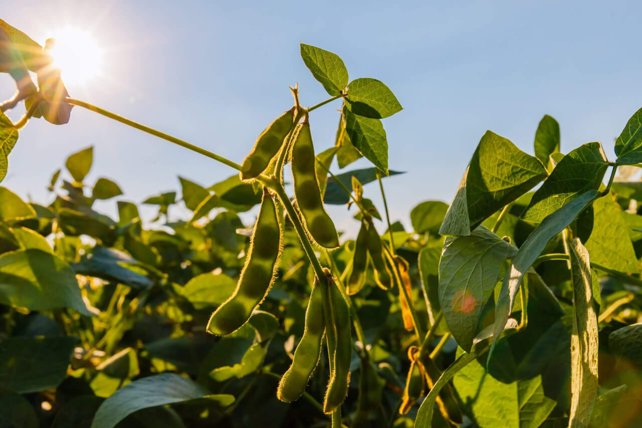 pé de soja visto de baico para cima com sol brilhando no canto superior esquerdo